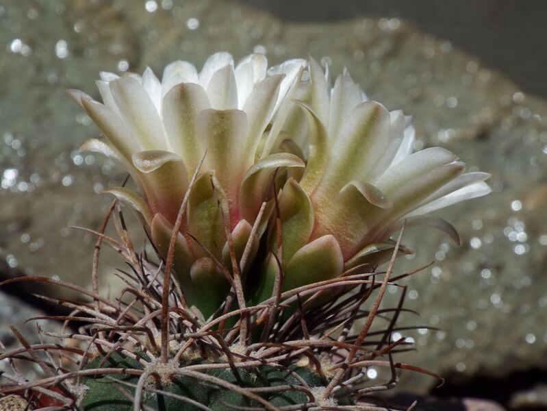 Fájl:Gymnocalycium castellanosii acorrugatum-001.jpg