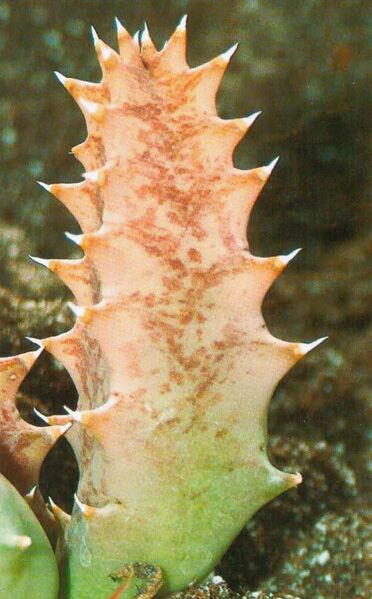 Fájl:Huernia stapelioides 2.jpg