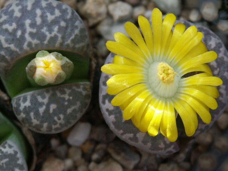 Fájl:Lithops naureeniae-001.jpg