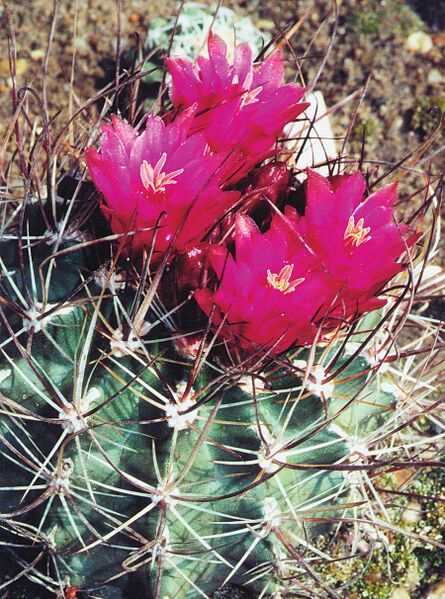 Fájl:Pozsgáslap 009-000.jpg