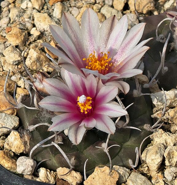 Fájl:Turbinicarpus bonatzii,SzJ 01.jpg