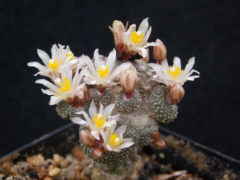 Fájl:Blossfeldia liliputana.JCs 01.jpg