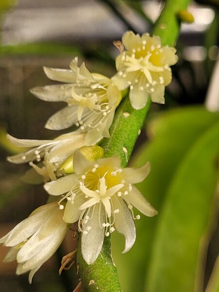 Fájl:Lepismium lumbricoides.VZs 01.jpg