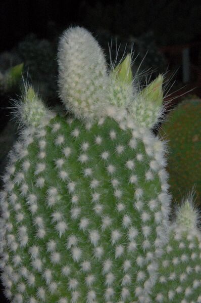 Fájl:Opuntia microdasys.PL 01.jpg