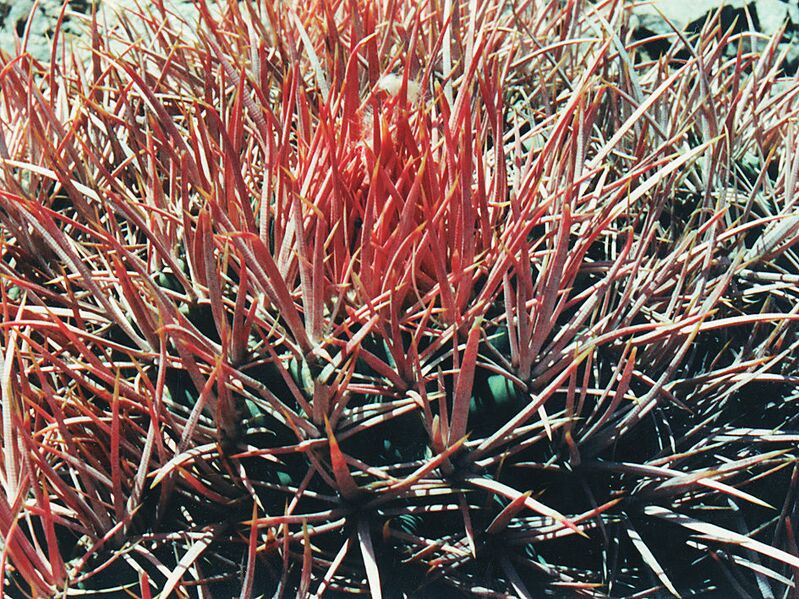 Fájl:Pozsgáslap 060-002.jpg