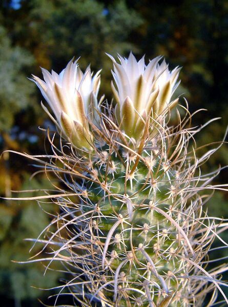 Fájl:Sclerocactus papyracanthus-0.jpg