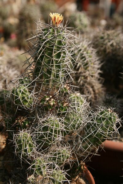 Fájl:Copiapoa armata.HL 01.jpg