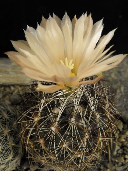 Fájl:Coryphantha nickelsiae-002.jpg