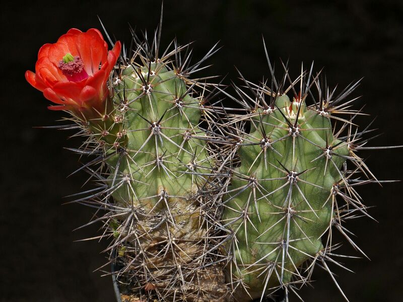 Fájl:Echinocereus arizonicus matudae KP.SzJ-01.jpg