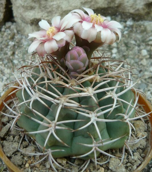 Fájl:Gymnocalycium hybopleurum 01-003.jpg