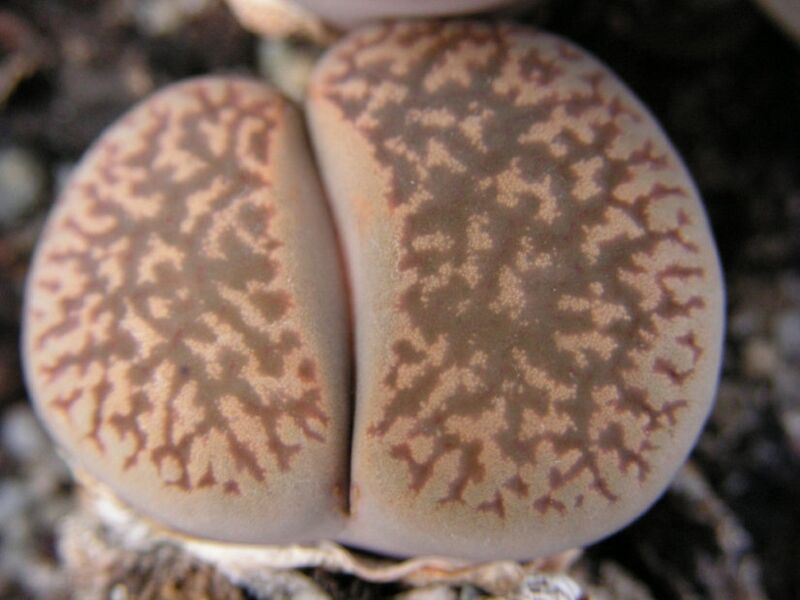 Fájl:Lithops hookeri2-001.jpg