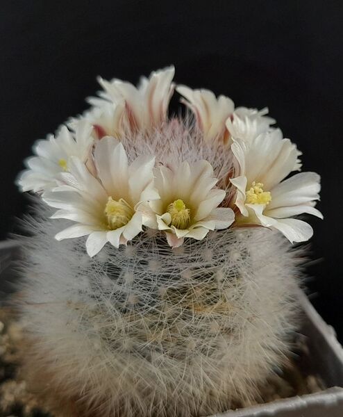 Fájl:Mammillaria schwarzii.JCs 01.jpg