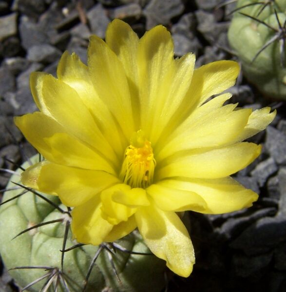 Fájl:Ortegocactus macdougallii-2.jpg