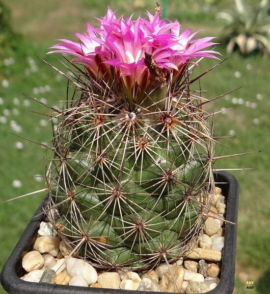Fájl:Coryphantha pseudoechinus.AGy 01.jpg