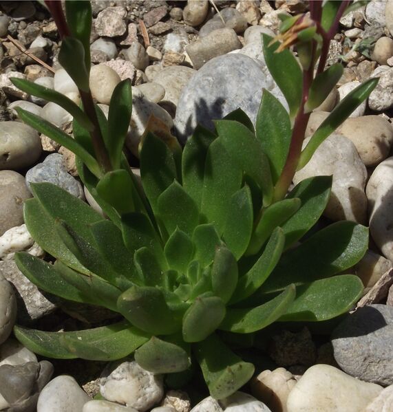 Fájl:Echeveria bella-001.jpg