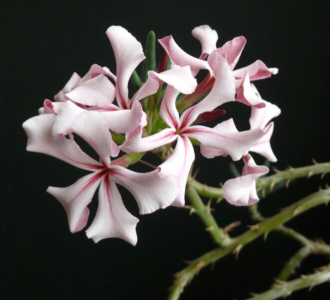 Fájl:Pachypodium succulentum-001.jpg