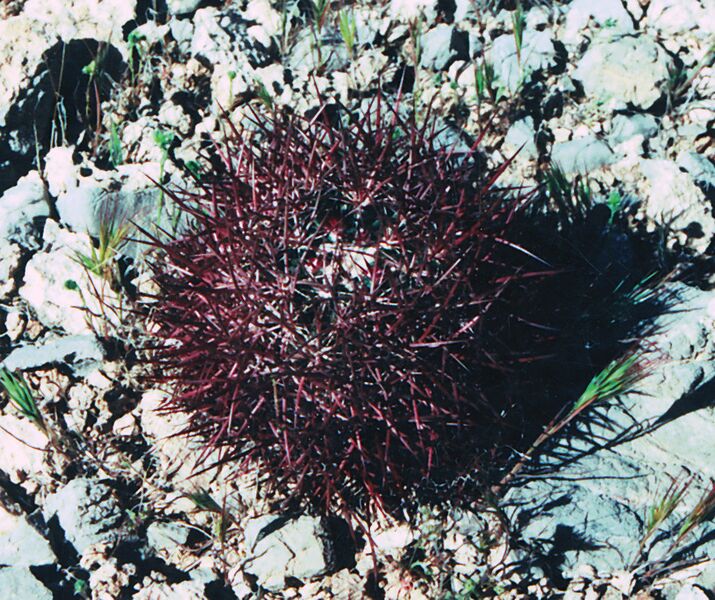 Fájl:Pozsgáslap 055-002.jpg