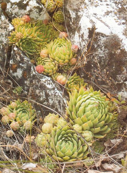 Fájl:Pozsgaslap Sempervivum globiferum subsp. hirtum-001.jpg