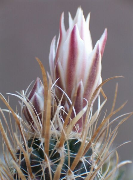 Fájl:Sclerocactus papyracanthus-2.jpg