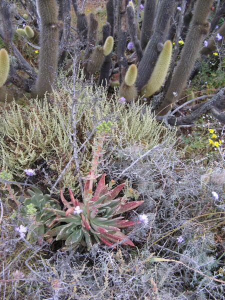 Fájl:Bergerocactus emoryi 02-001.jpg