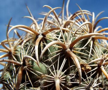 Coryphantha kracikii tövisezete