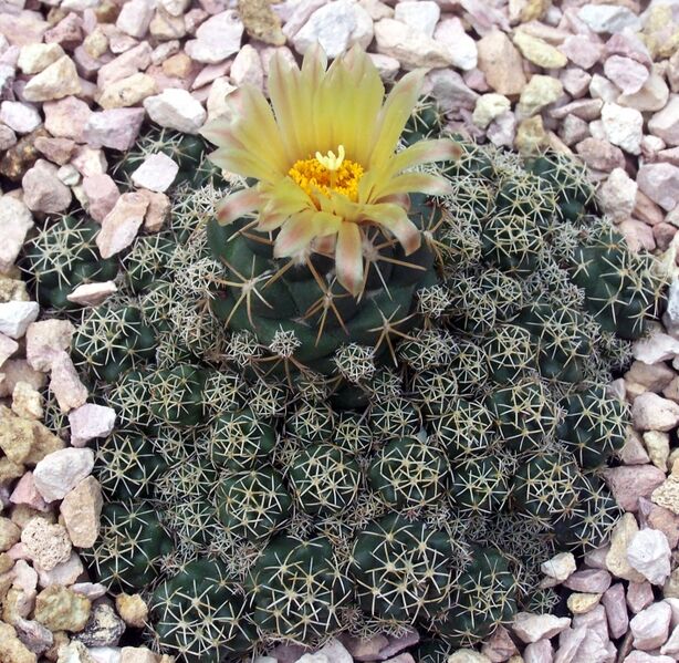 Fájl:Coryphantha pycnacantha-003.jpg