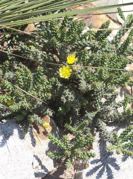 Fájl:Cylindropuntia whipplei-000.jpg