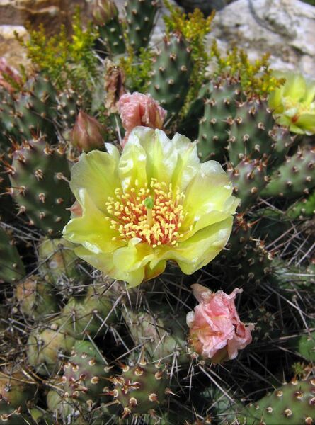 Fájl:Opuntia fragilis-0.jpg