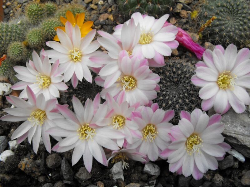 Fájl:Rebutia fiebrigii narvaecensis-1.jpg