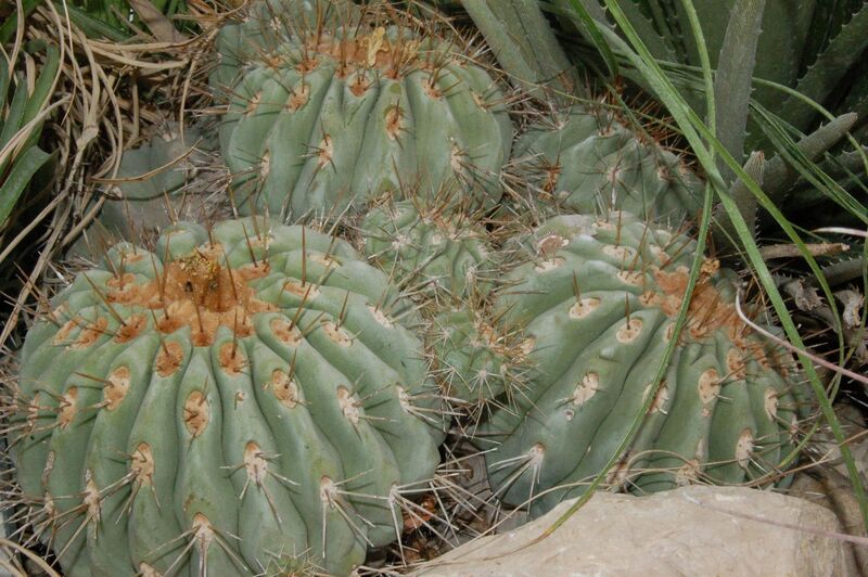 Fájl:Copiapoa cinerea-005.jpg