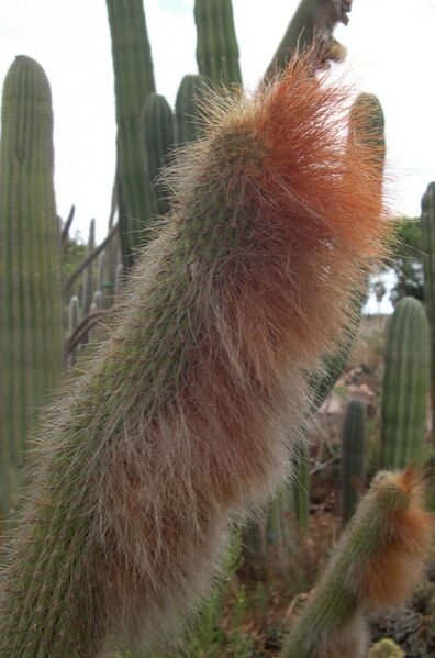 Fájl:Espostoa guentheri-001.jpg