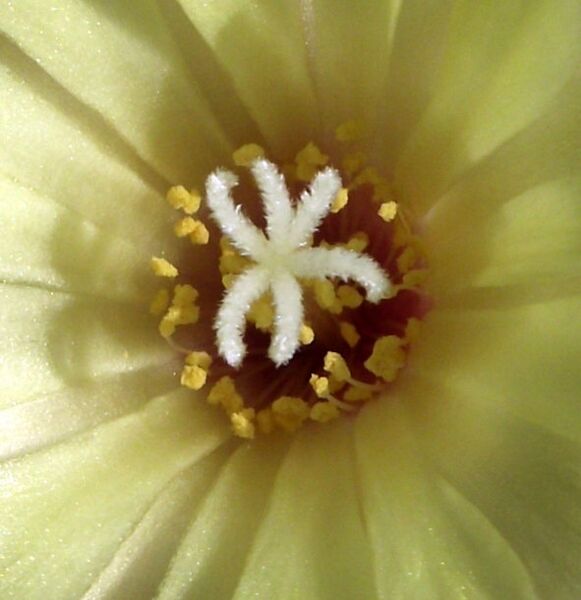 Fájl:Frailea castanea-002.jpg