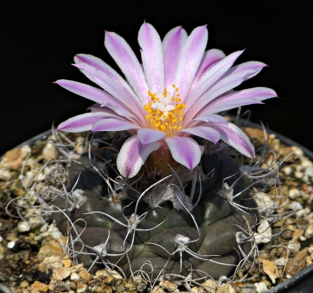 Fájl:Kadenicarpus pseudomacrochele GM514.SzJ 02.jpg