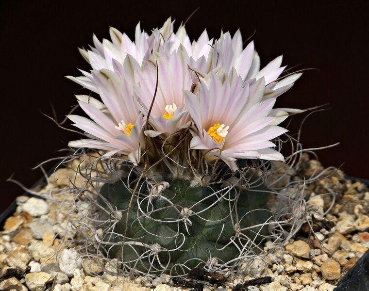 Fájl:Kadenicarpus pseudomacrochele Vista Hermosa.SzJ 01.jpg