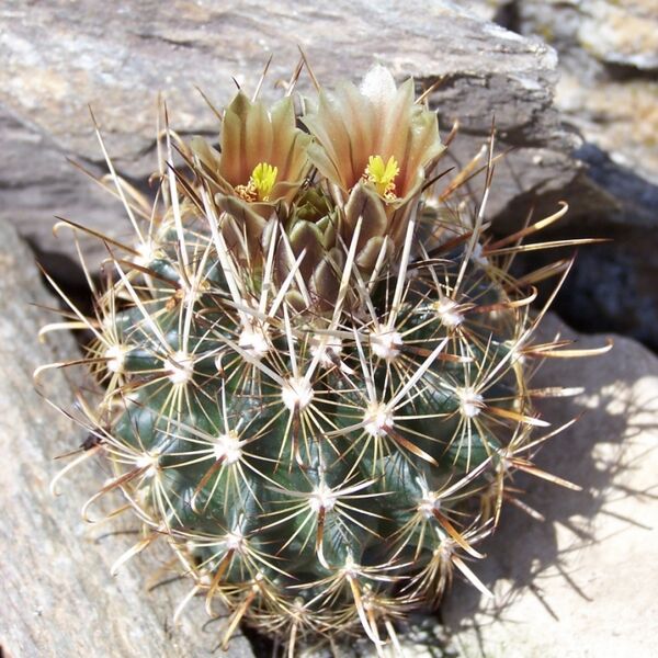 Fájl:Sclerocactus scheeri-1.jpg