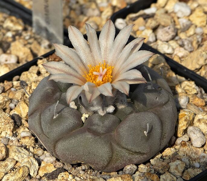 Fájl:Turbinicarpus jauernigii.SzJ 03.jpg