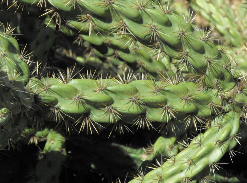 Fájl:Cylindropuntia imbricata-002.jpg