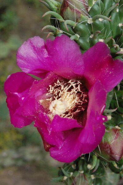 Fájl:Cylindropuntia imbricata.PL 02.jpg
