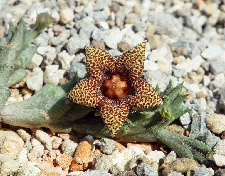 Fájl:Huerniopsis decipiens-003.jpg