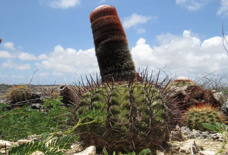Fájl:Melocactus macracanthos. KJ 01.jpg