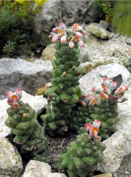 Fájl:Monadenium ritchiei subsp ritchiei-000.jpg