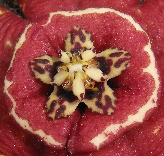 Fájl:Orbea halipedicola-1.jpg