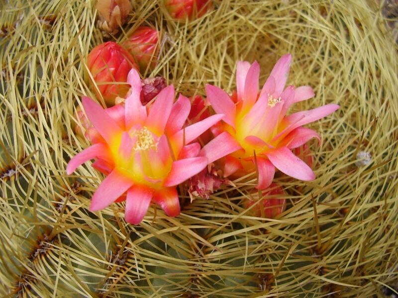 Fájl:Oroya peruviana-1.jpg