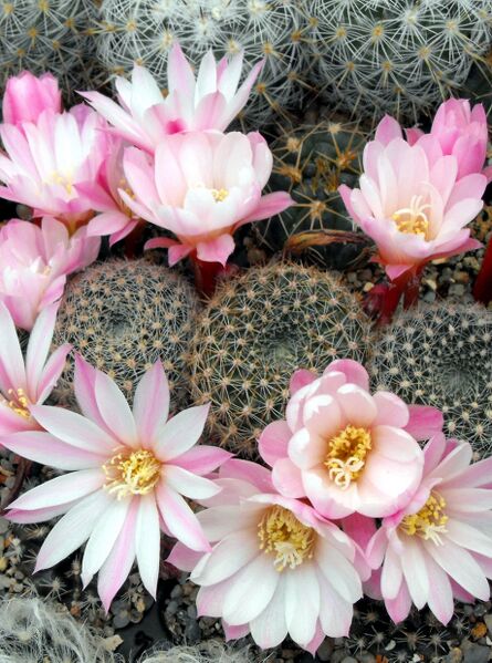 Fájl:Rebutia fiebrigii narvaecensis-0.jpg