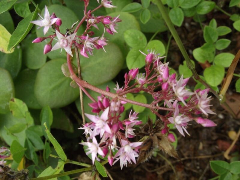 Fájl:Crassula multicava-002.jpg