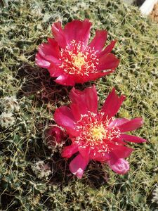 Cumulopuntia subterranea pulcherrima