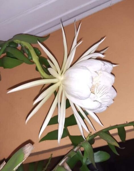 Fájl:Epiphyllum chrysocardium.VZs 02.jpg