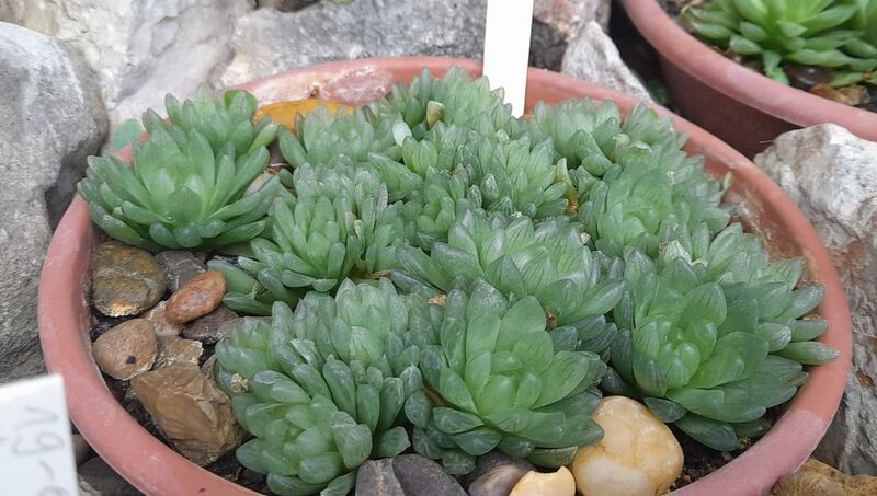 Fájl:Haworthia cymbiformis var. transiens.JCs 01.jpg