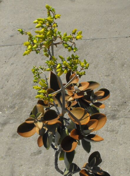 Fájl:Kalanchoë orgyalis-001.jpg