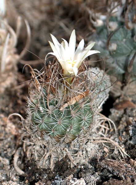 Fájl:Turbinicarpus pseudomacrochele krainzianus-001.jpg
